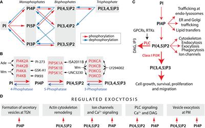 PI(4,5)P2-dependent and -independent roles of PI4P in the control of hormone secretion by pituitary cells